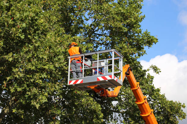 Reliable Highland Lakes, AL  Tree Services Solutions