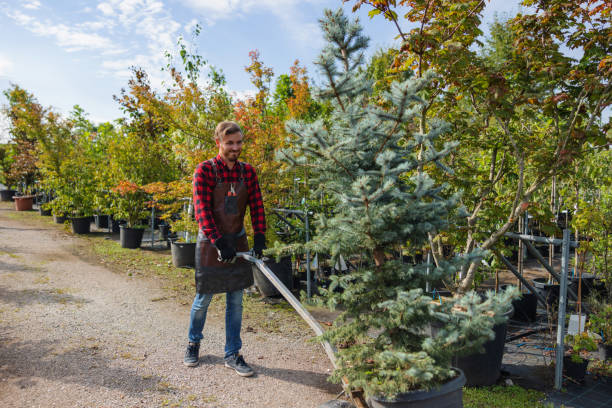 Leaf Removal Services